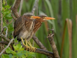 Porn photo todaysbird:baby herons are both incredibly