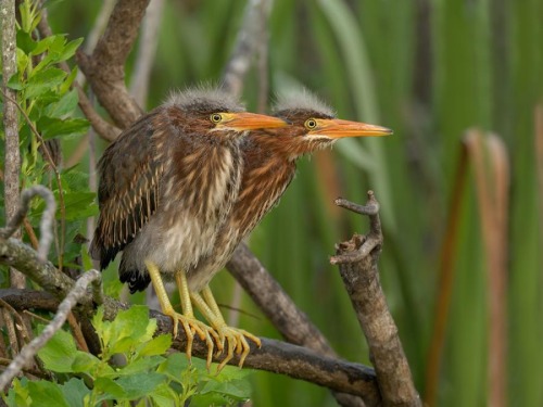 Porn Pics todaysbird:baby herons are both incredibly