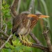 todaysbird:baby herons are both incredibly pleasing and incredibly upsetting to look