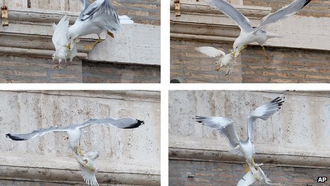 trillgamesh:grinderman2:Pope’s Dove of Peace attacked by seagullthis is like a fucking arrested deve