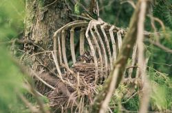 elvenforestworld:  Deer bones in a tree… Rib cage/bird nest  