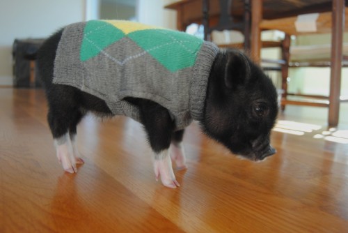 end0skeletal:In case you are sad here are some animals wearing sweaters.