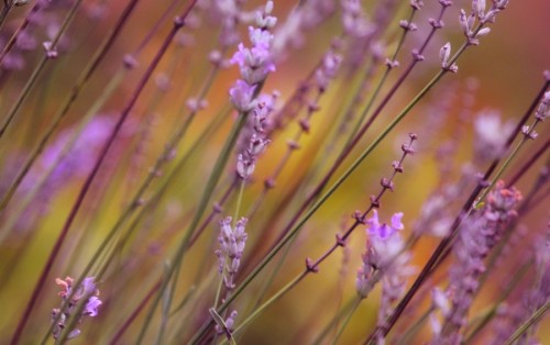 morethanphotography: Pink Melody by DelphineD