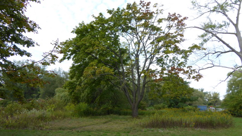 Maple tree labyrinth at the Anglican Church on Toronto Island