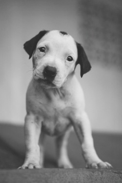 handsomedogs:   A curious friend   Rafa Rivas