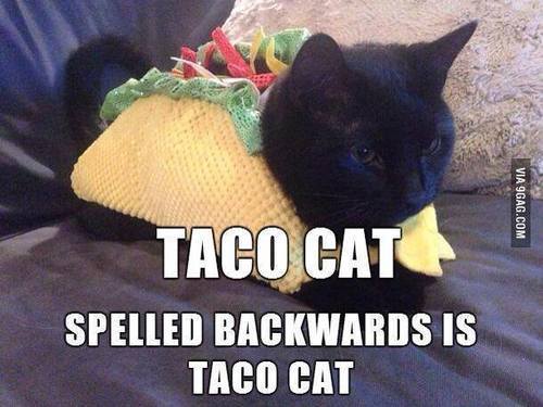 Taco cat | via Facebook on We Heart It.