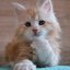 katcoolcat