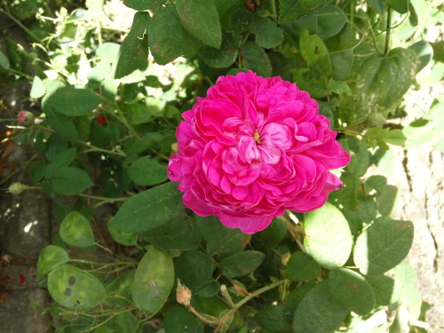 27/Jun/2016Grandpa isn’t here anymore, but the flowers he lovingly planted for grandma are sti