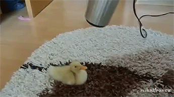 kiwious-deactivated20180313:  I Are Cute Duckling AWW & I Am a Cute Duck AWW 