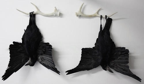 wvoodoo:Thought and Mind ‘14 Two preserved Rook skins and the antlers of a Sika Deer / Gillian