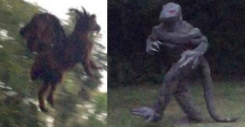 robert-horror:This has been a good year in Cryptozoology.