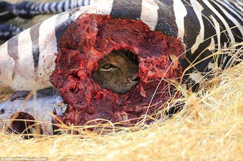 cavemnkey:  e-sks:  Just hiding in my zebra butt hidey hole  Now that’s how you eat ass! 