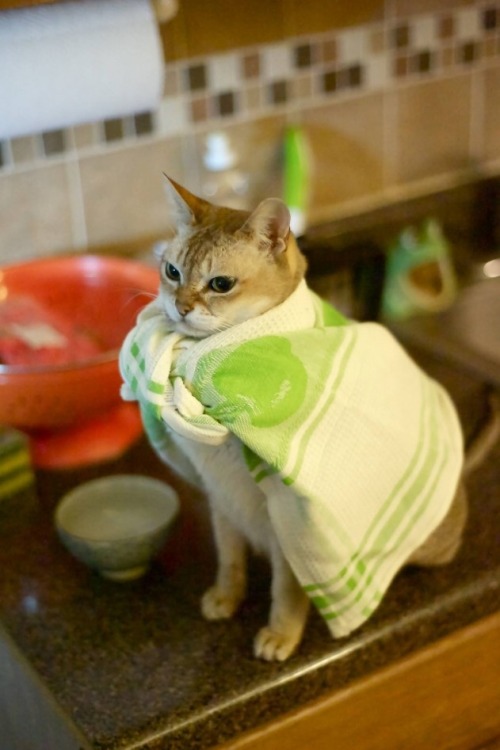 fancyladssnacks:deggowaffles:It’s not a hand towel. On my world, it means hope.Save us towel cat you