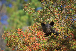 fuck-yeah-bears:  Mama’s Boy by Mike Clark