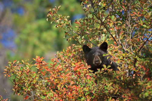 Porn Pics fuck-yeah-bears:  Mama’s Boy by Mike Clark