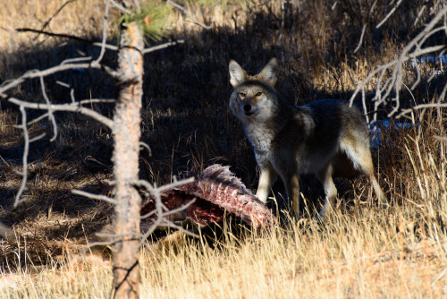 A bunch of the coyote from the other day