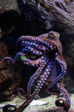 brutalgeneration:  octopus vulgaris (by Joachim S. Müller) 