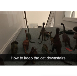 babyanimalgifs:  Hilarious Cat Snapchats That Are Im-Paw-Sible Not To Laugh At