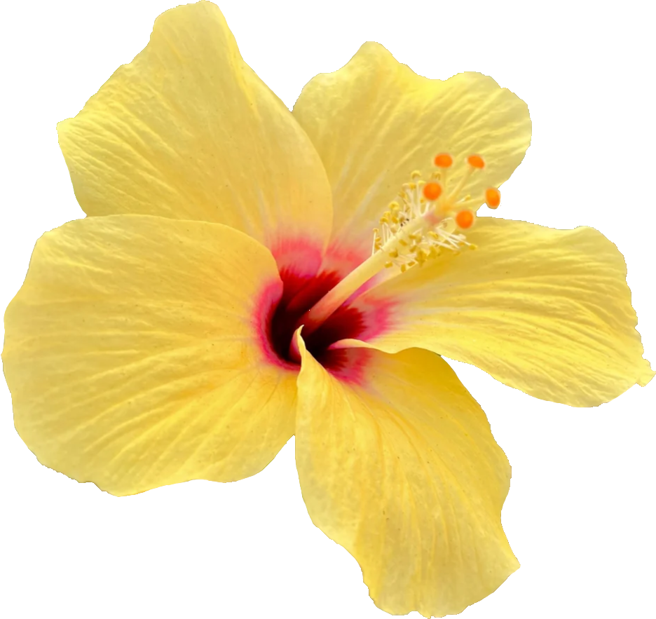 yellow flower