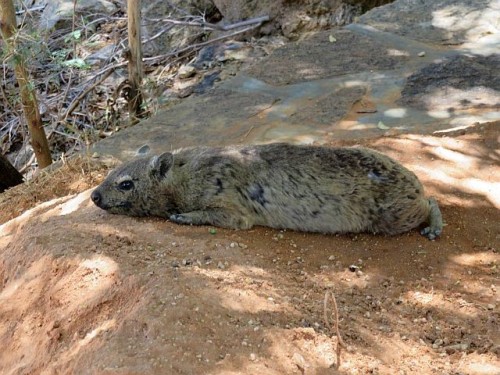 The Rock Hyrax, Also Called Dassie, Cape Hyrax, Rock Rabbit, And (in The King James Bible) Coney, Is