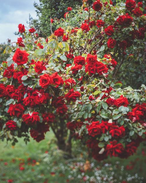 floralls: Volksgarten Rosengarten  by  chaulafanita