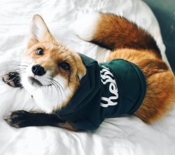 everythingfox:Fox Swag