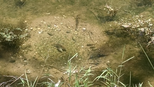 The whole canal was full of male Banded Sunfish crop circles! They make these little indents in the 