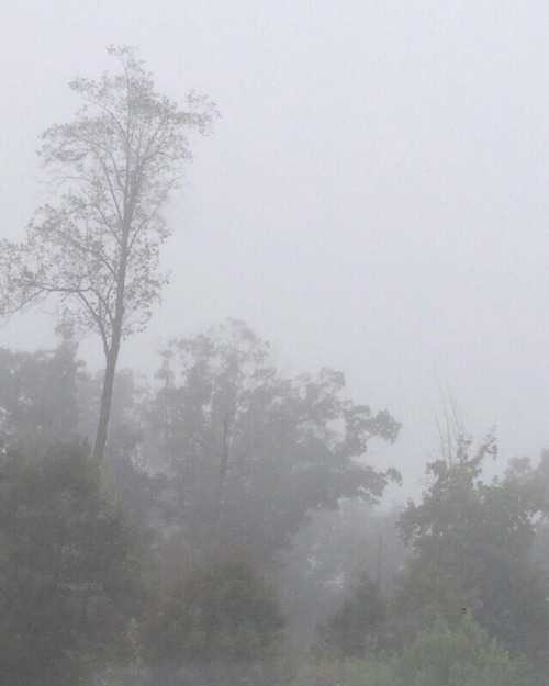 fog 7:10 am