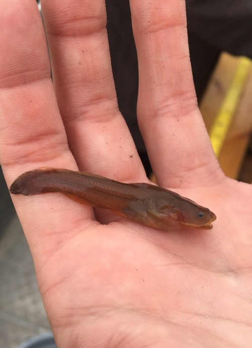 typhlonectes: A young Tadpole Madtom (Noturus gyrinus) catfish found in Lake Erie, MI, during a scie