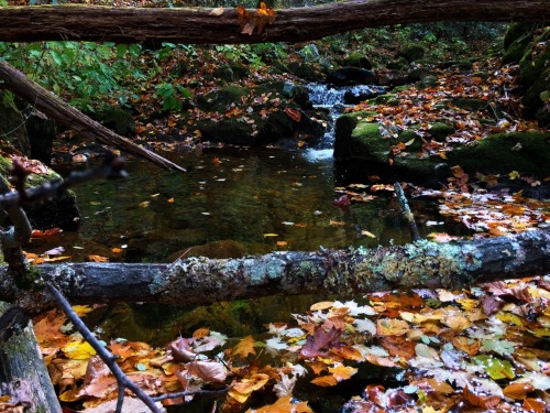 Brook Trout Water |Secluded Streams