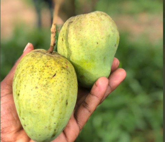 Kenyans React After School Punishes Parent Of Daughter Who Stole Mangoes