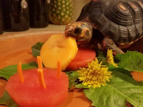 My Tortoise Ozzy Just Had Her 4th Birthday, So I Made Her A Watermelon And Cantaloupe Layered Cake With