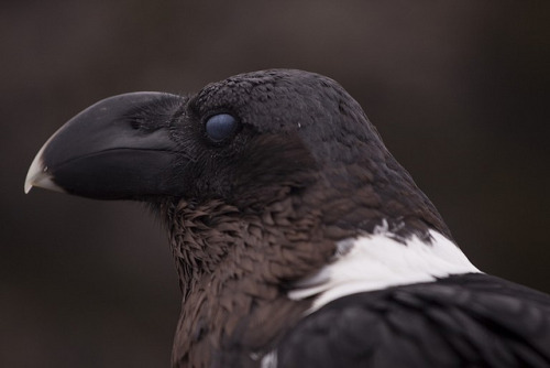 howtoskinatiger: White-necked raven by MunkPhotography on Flickr.