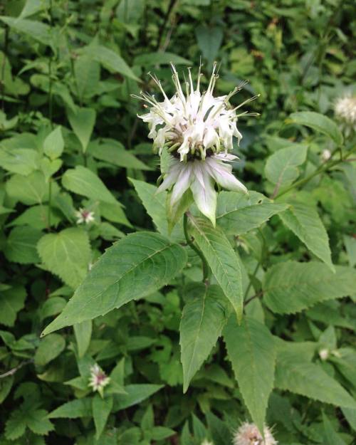 #white #bergamot #Monardaclinopodia ?? #Monarda #Lamiaceae #mintfamily #sprucemountain #westvirginia