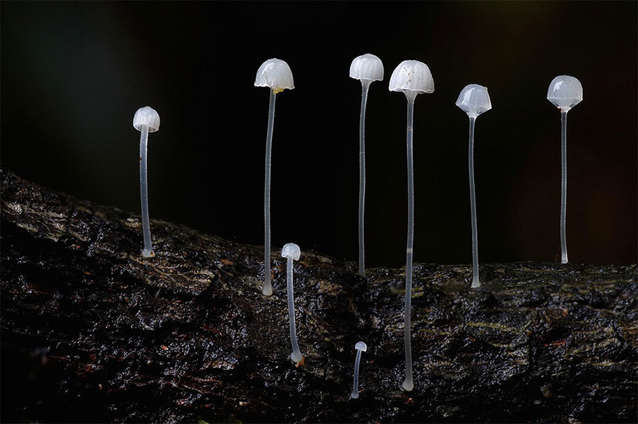 coolthingoftheday:  You guys seem to love my posts about mushrooms and fungus, so
