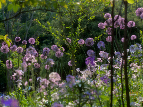 briargeese:Allium is in it’s full glory.
