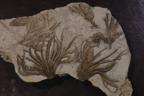 CrinoidsIt always sort of amazes me that these are animals. Crinoids are part of the Echinoderms – t