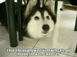 johnbanksblog:  The Husky who was raised by cats!BarmyPets