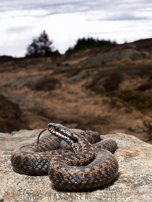 Porn Pics funkysafari:  Common Adder - Vipera berus