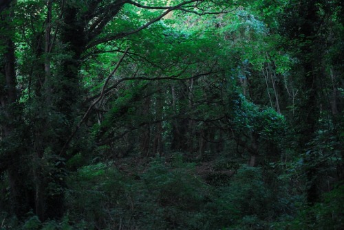 buron: Undercliff Drive (29) ©buron - September ‘14