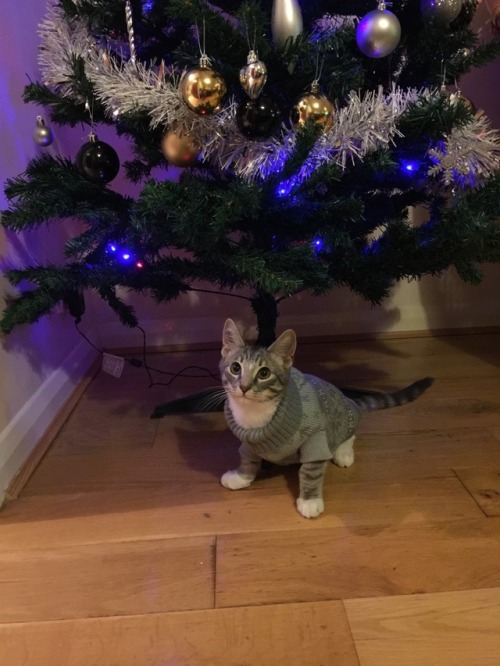anamp16:Waiting for Santa Claus like….❤️