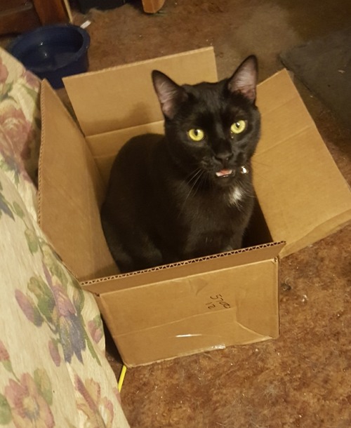 sapphic-sith:Sphinx is enjoying the box my stuff came in.