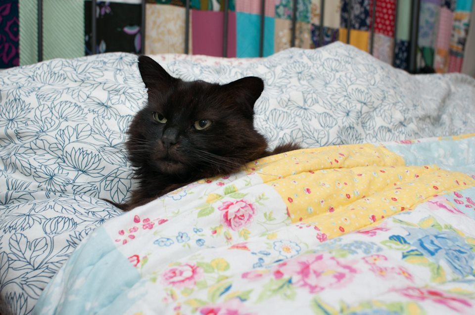“I’m not spoilt, I just require a very high standard of living.”
Photo/caption by ©Oscar the Grumpy Cat - DoodleCats