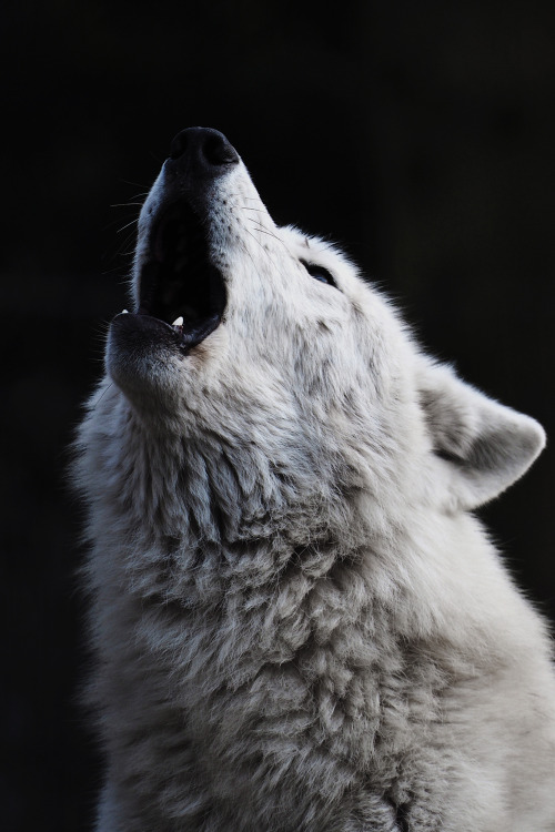 envyavenue: Howling at the Moon by Edwin Butter.