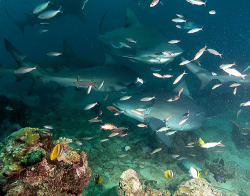 the-shark-blog:  RDP_01a_Fiji Shark Dive_A_087_web