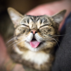 bublog:  BUB’s BACK 