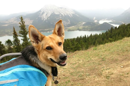 shepherd-tails:  shepherd-tails:  shepherd-tails:  handsomedogs:  Handsomedogs’ Photography Contest IXRound 2  If you’re just joining us and are confused as to what ‘Round 2″ means.. This contest received over 300 entries, and narrowing them