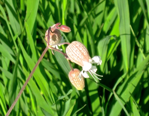 Took a walk today and saw lots of bladder campion in bloom. Silene vulgaris.