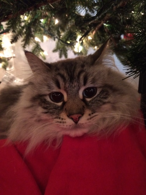 holyhael:charlie will be disappointed when the tree goes away