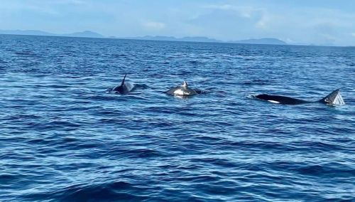 Killer whales seen off Sipadan, reinforces Semporna waters as marine mammal study areaMuguntan Vanar
